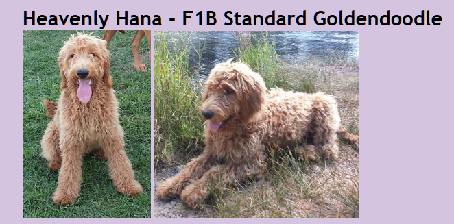 f1 and f1b goldendoodle